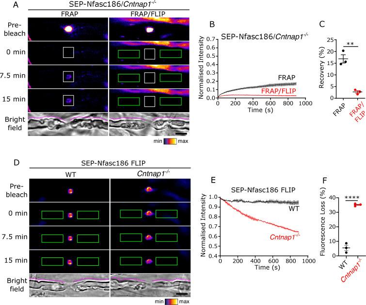 https://cdn.ncbi.nlm.nih.gov/pmc/blobs/31a4/8289411/952d5dc1811d/elife-68089-fig4-figsupp2.jpg
