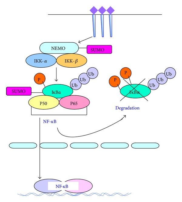 https://cdn.ncbi.nlm.nih.gov/pmc/blobs/31a7/4065738/bf23b4b7722e/BMRI2014-160692.003.jpg