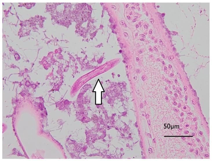 https://cdn.ncbi.nlm.nih.gov/pmc/blobs/31a8/7916109/d17202766109/toxins-13-00129-g006.jpg