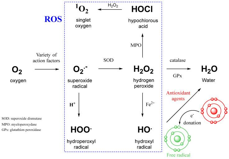 https://cdn.ncbi.nlm.nih.gov/pmc/blobs/31a9/12286076/54533fb04c80/biotech-14-00052-g002.jpg