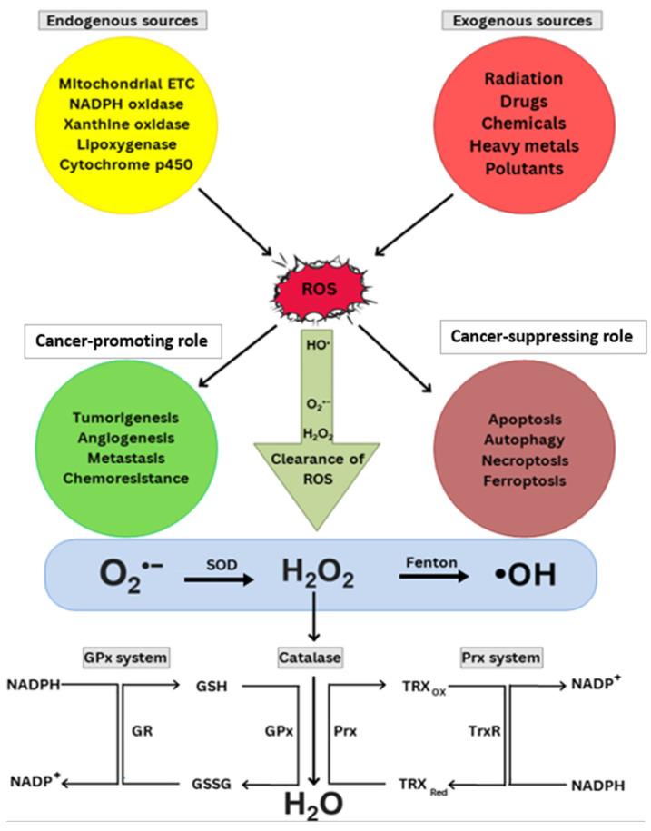 https://cdn.ncbi.nlm.nih.gov/pmc/blobs/31aa/12346646/500173f9d987/cells-14-01207-g001.jpg
