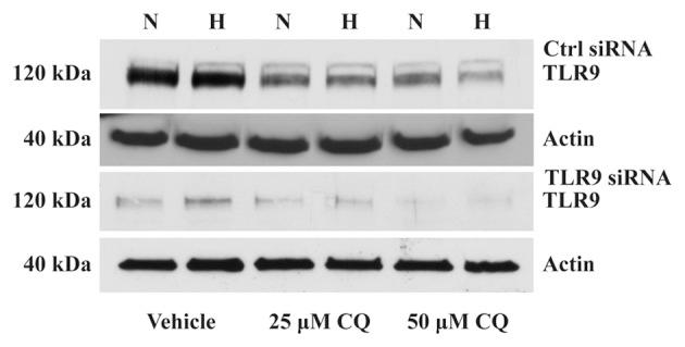 https://cdn.ncbi.nlm.nih.gov/pmc/blobs/31ab/3835157/a0c8a7419281/OL-06-06-1665-g02.jpg