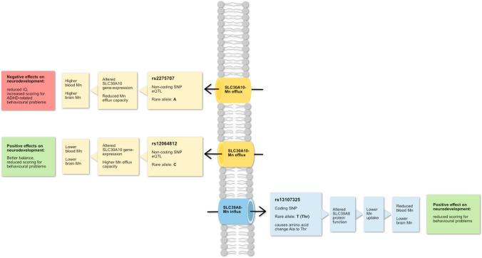 https://cdn.ncbi.nlm.nih.gov/pmc/blobs/31ab/9729127/9aa89ca8c395/40572_2022_384_Fig1_HTML.jpg