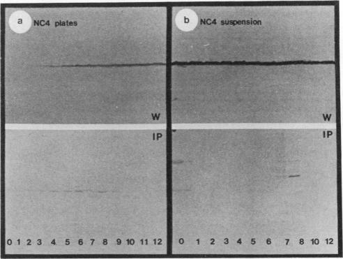 https://cdn.ncbi.nlm.nih.gov/pmc/blobs/31af/360169/ac9412c32209/molcellb00140-0267-a.jpg
