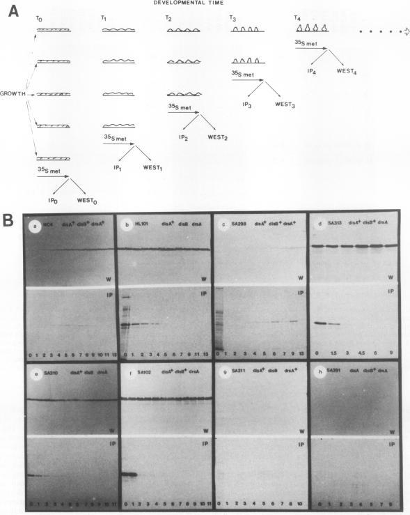 https://cdn.ncbi.nlm.nih.gov/pmc/blobs/31af/360169/f30ee0066d5a/molcellb00140-0266-a.jpg