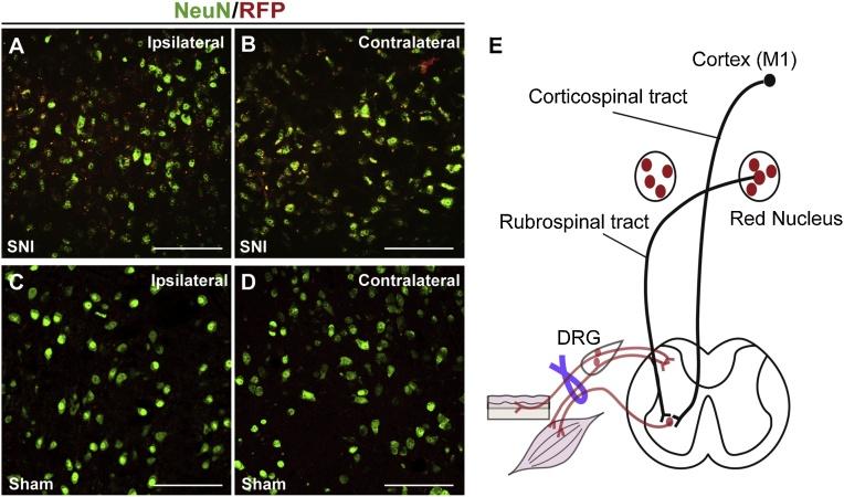 https://cdn.ncbi.nlm.nih.gov/pmc/blobs/31af/6240805/34d8f3c34aed/gr4.jpg