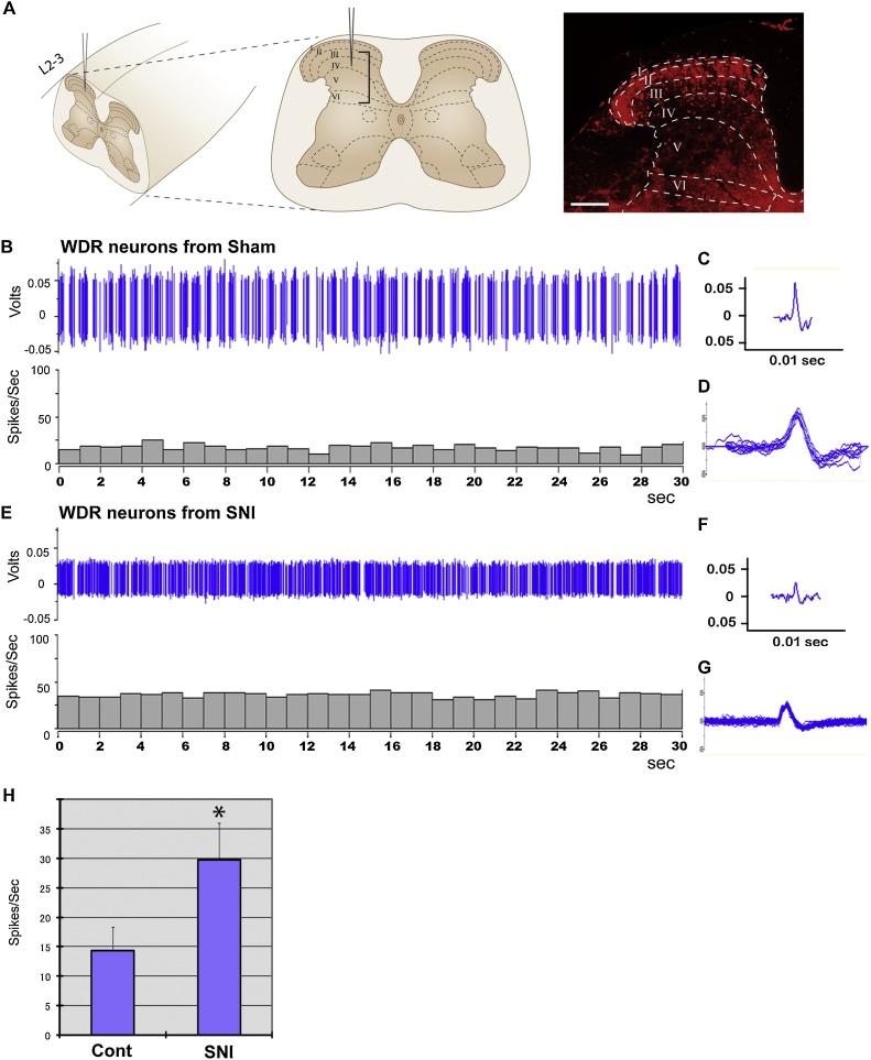 https://cdn.ncbi.nlm.nih.gov/pmc/blobs/31af/6240805/705bfb336810/gr5.jpg