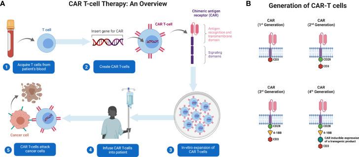 https://cdn.ncbi.nlm.nih.gov/pmc/blobs/31af/9355792/351271a65f06/fimmu-13-925985-g001.jpg