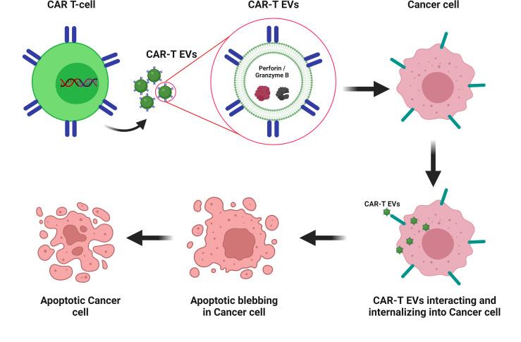 https://cdn.ncbi.nlm.nih.gov/pmc/blobs/31af/9355792/8da6492eca06/fimmu-13-925985-g003.jpg