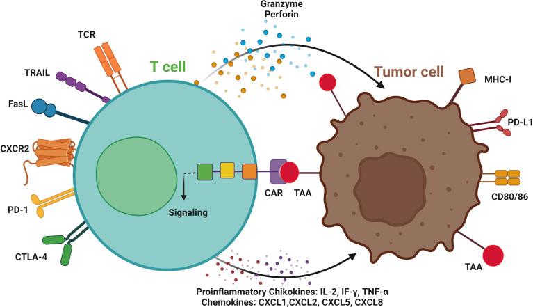 https://cdn.ncbi.nlm.nih.gov/pmc/blobs/31af/9355792/c84d2d85e0b8/fimmu-13-925985-g002.jpg
