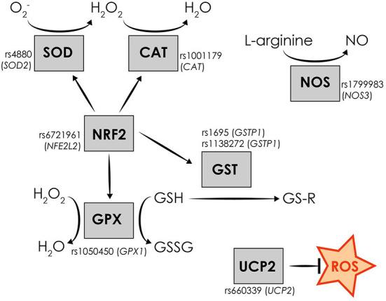 https://cdn.ncbi.nlm.nih.gov/pmc/blobs/31b0/9868718/135618f23bd0/fneur-13-1054333-g0001.jpg