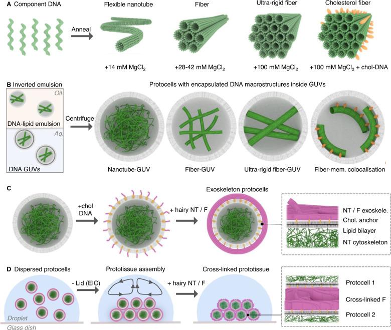 https://cdn.ncbi.nlm.nih.gov/pmc/blobs/31b3/10006096/50fedf2cc84e/41467_2023_36875_Fig1_HTML.jpg