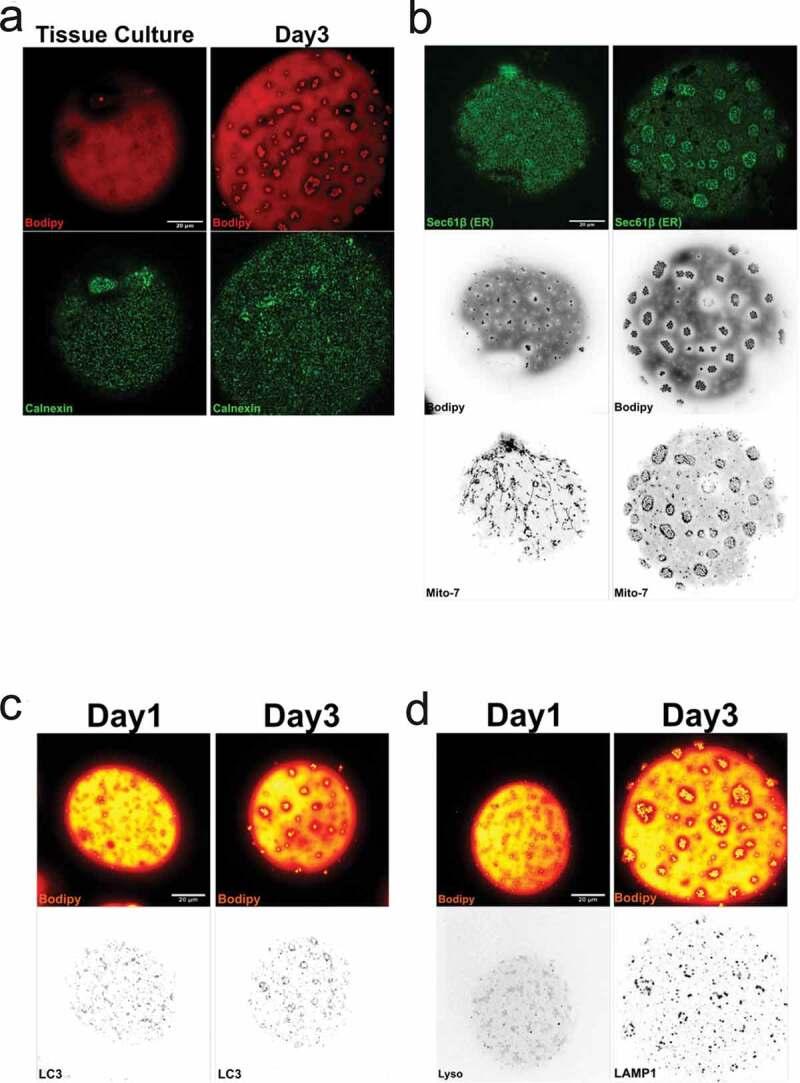 https://cdn.ncbi.nlm.nih.gov/pmc/blobs/31b3/7595579/0d30f9b591cf/KADI_A_1838684_F0007_OC.jpg