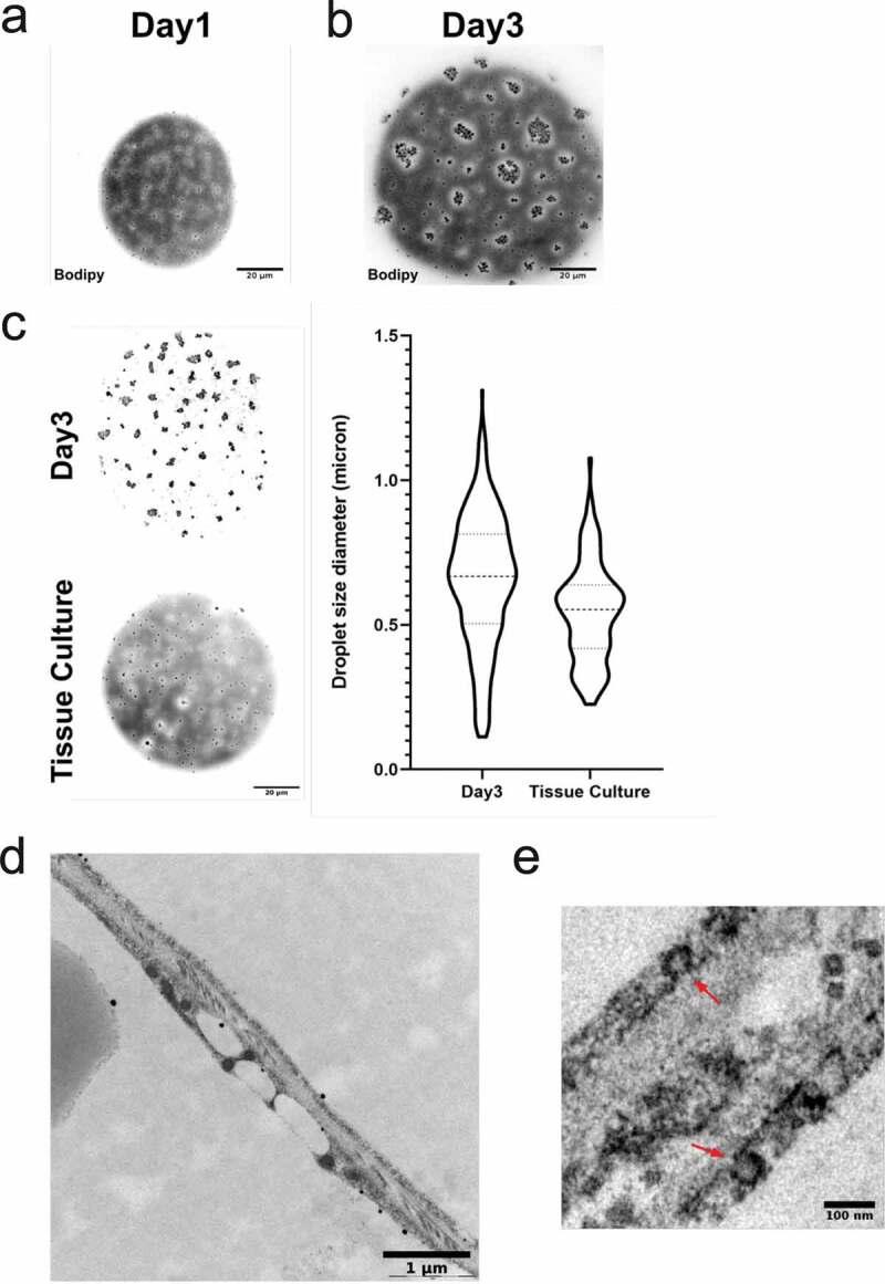 https://cdn.ncbi.nlm.nih.gov/pmc/blobs/31b3/7595579/3de38ab8bdf6/KADI_A_1838684_F0001_OC.jpg