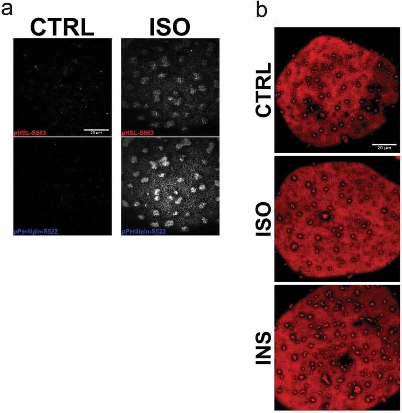 https://cdn.ncbi.nlm.nih.gov/pmc/blobs/31b3/7595579/c0dbdc9d3125/KADI_A_1838684_F0004_OC.jpg