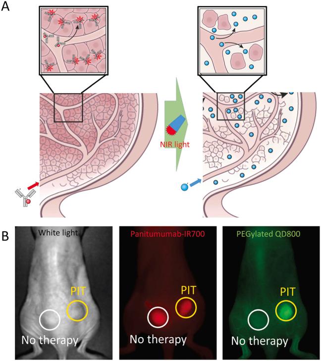 https://cdn.ncbi.nlm.nih.gov/pmc/blobs/31b7/9646249/eeff847c4b18/j_nanoph-2021-0119_fig_002.jpg