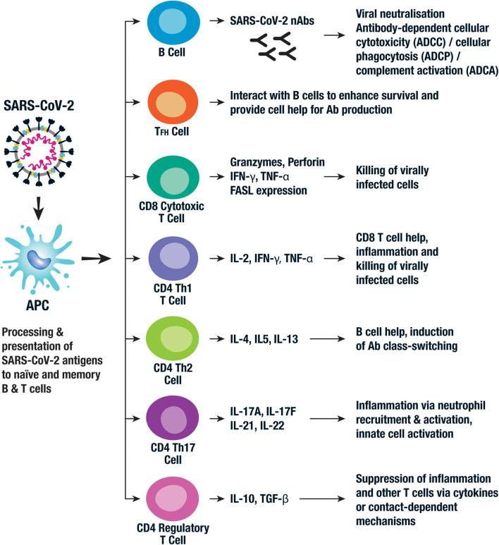 https://cdn.ncbi.nlm.nih.gov/pmc/blobs/31bc/7566192/b0cece3090db/fimmu-11-579250-g0003.jpg