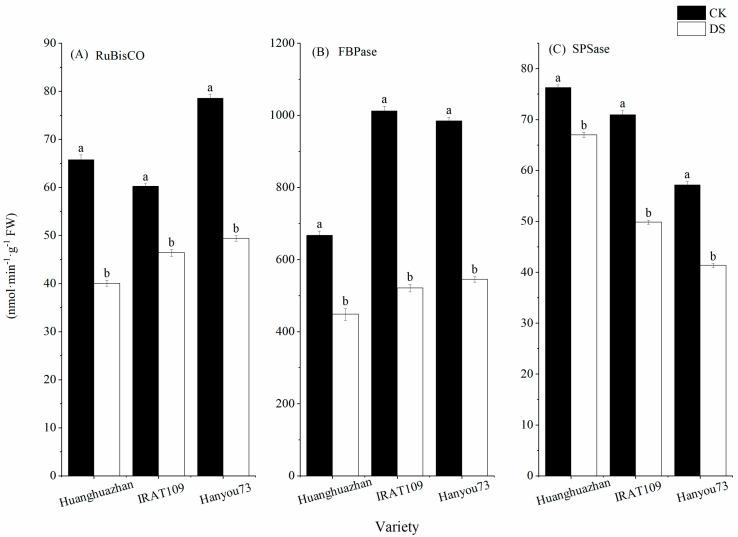 https://cdn.ncbi.nlm.nih.gov/pmc/blobs/31be/11677175/e00968817b25/plants-13-03464-g003.jpg