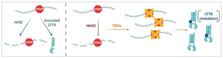 https://cdn.ncbi.nlm.nih.gov/pmc/blobs/31bf/9220995/821bab2cc799/cells-11-01868-g007.jpg