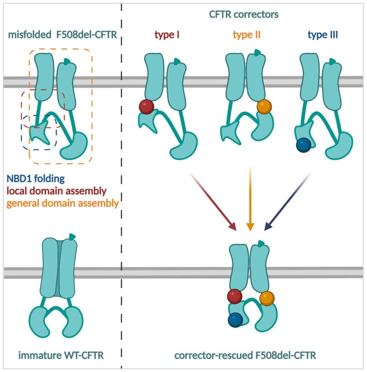 https://cdn.ncbi.nlm.nih.gov/pmc/blobs/31bf/9220995/924664d40860/cells-11-01868-g005.jpg