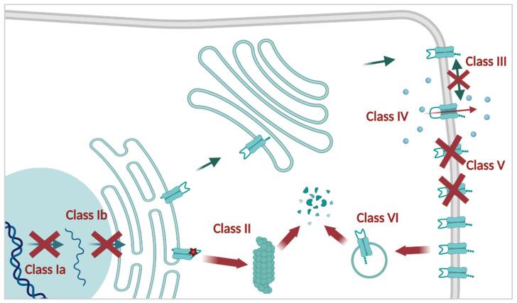 https://cdn.ncbi.nlm.nih.gov/pmc/blobs/31bf/9220995/a4eff86f327d/cells-11-01868-g001.jpg