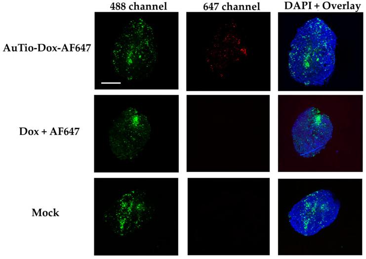 https://cdn.ncbi.nlm.nih.gov/pmc/blobs/31c0/11173746/f02b2ff28674/molecules-29-02469-g008.jpg