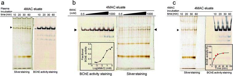 https://cdn.ncbi.nlm.nih.gov/pmc/blobs/31c1/9075836/96c34f16d2a8/c9ra07583f-f4.jpg