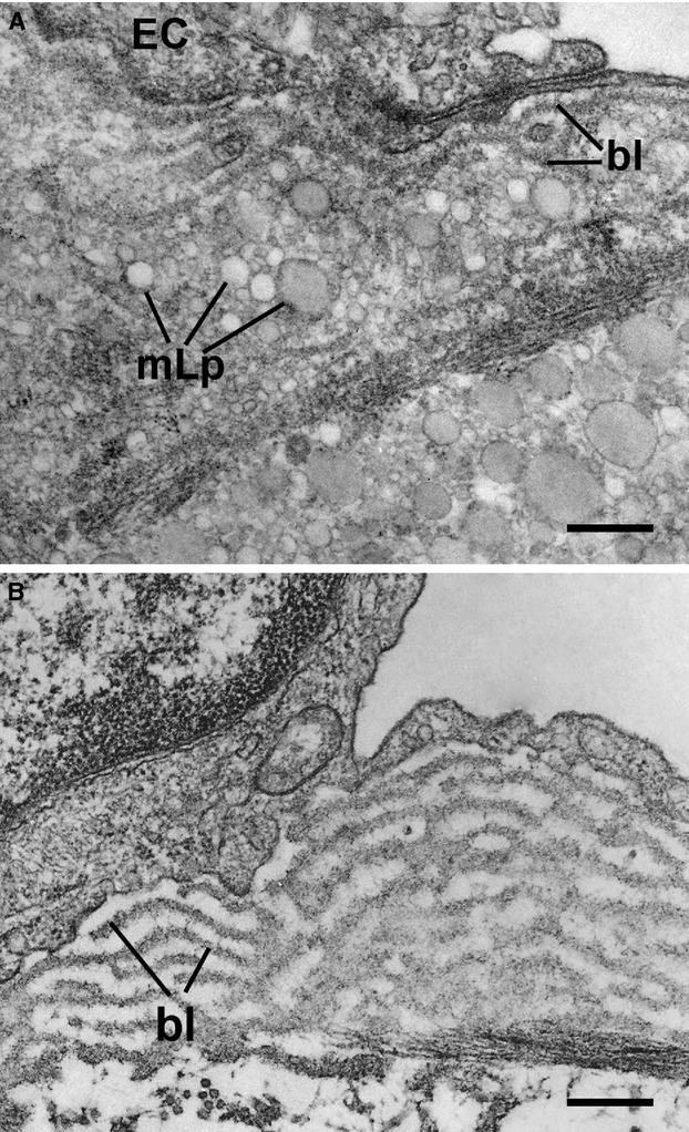 https://cdn.ncbi.nlm.nih.gov/pmc/blobs/31c6/3822968/ba71f3daaee6/jcmm0016-1978-f2.jpg