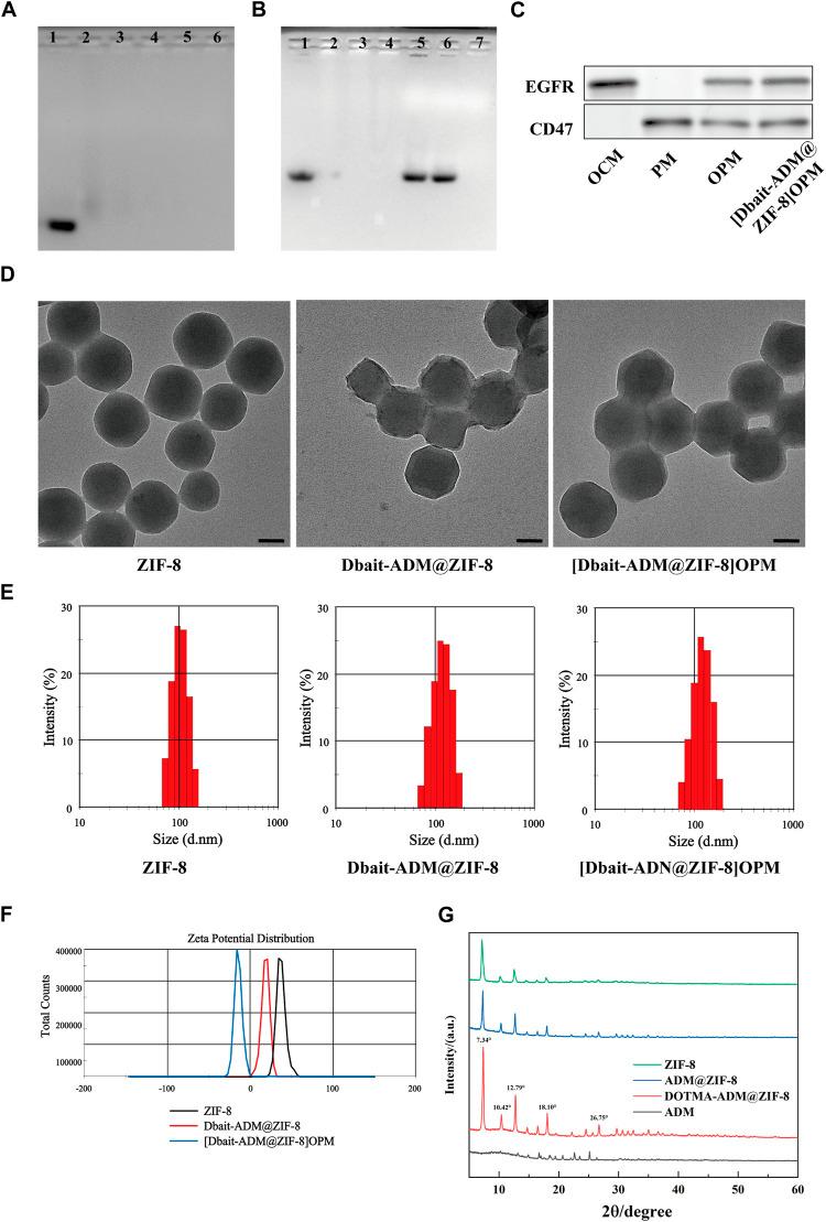 https://cdn.ncbi.nlm.nih.gov/pmc/blobs/31c9/9981937/1ea878c1970c/fbioe-11-1147064-g002.jpg