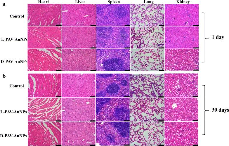 https://cdn.ncbi.nlm.nih.gov/pmc/blobs/31cf/6040058/7c5869b0a5f9/12951_2018_383_Fig7_HTML.jpg