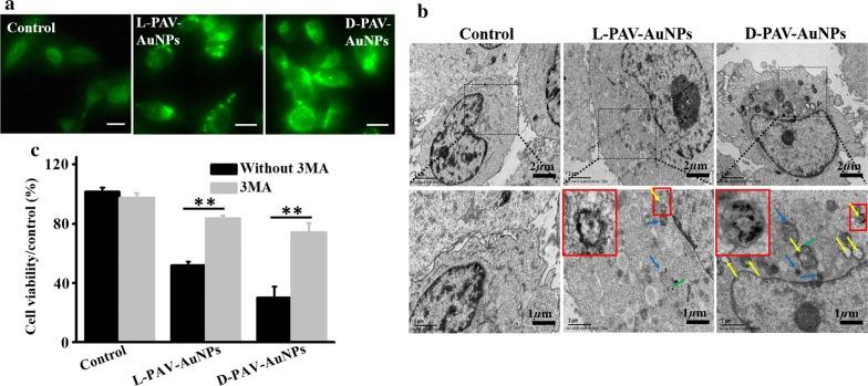 https://cdn.ncbi.nlm.nih.gov/pmc/blobs/31cf/6040058/a03de9201720/12951_2018_383_Fig3_HTML.jpg