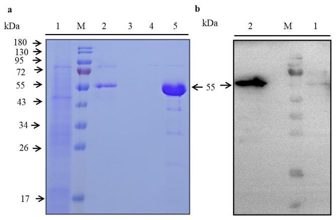 https://cdn.ncbi.nlm.nih.gov/pmc/blobs/31d6/11252100/7ca386f36b37/40643_2024_785_Fig4_HTML.jpg