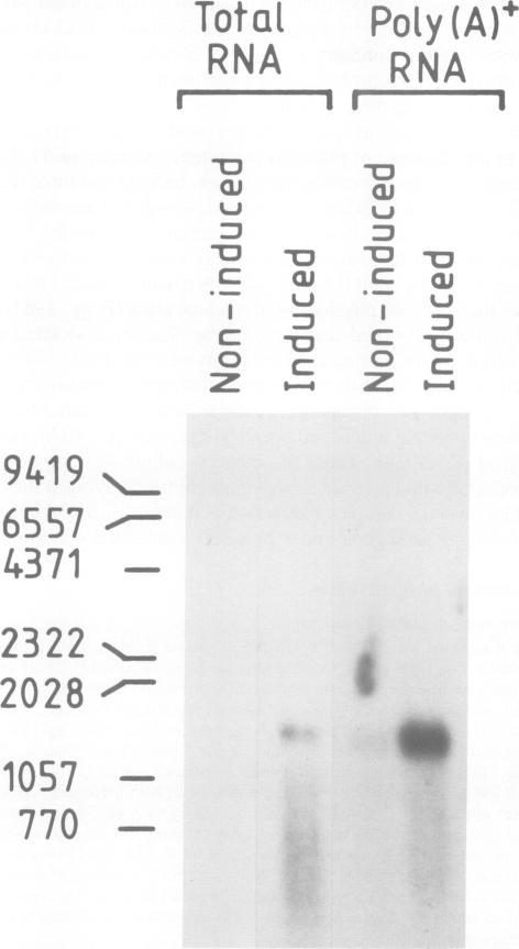 https://cdn.ncbi.nlm.nih.gov/pmc/blobs/31d9/554397/2321e7c069e9/emboj00272-0021-a.jpg