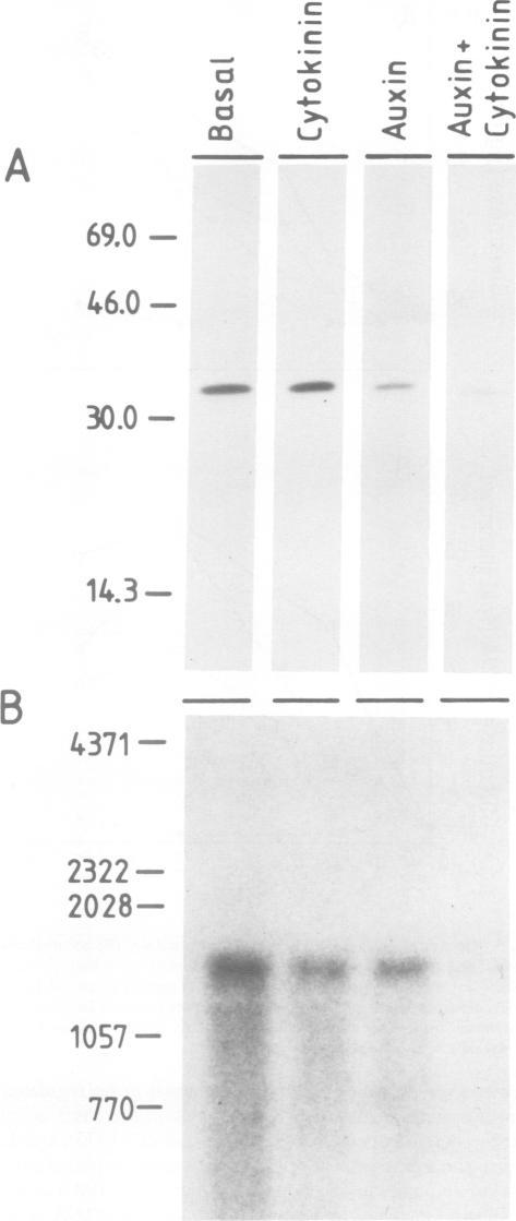 https://cdn.ncbi.nlm.nih.gov/pmc/blobs/31d9/554397/c3b43f138fb2/emboj00272-0021-b.jpg