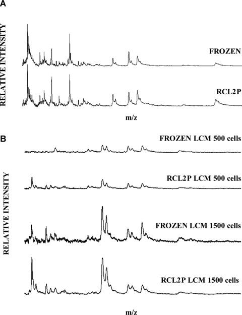 https://cdn.ncbi.nlm.nih.gov/pmc/blobs/31da/4506168/a8556f0eedf6/jcmm0012-2027-f6.jpg