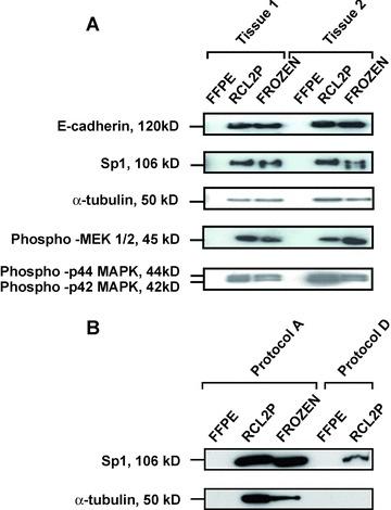 https://cdn.ncbi.nlm.nih.gov/pmc/blobs/31da/4506168/db1986af3c21/jcmm0012-2027-f4.jpg