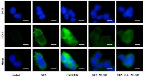 https://cdn.ncbi.nlm.nih.gov/pmc/blobs/31e4/11723580/05c8aa2d5cf1/elife-96600-sa3-fig10.jpg