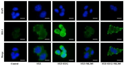 https://cdn.ncbi.nlm.nih.gov/pmc/blobs/31e4/11723580/0bc251db5c41/elife-96600-sa3-fig8.jpg