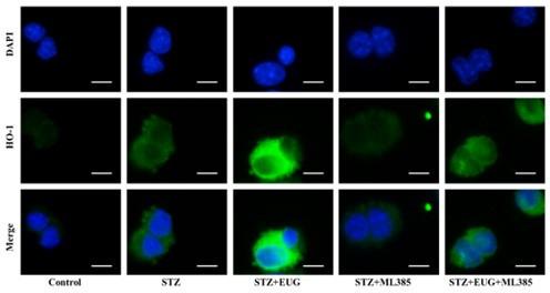 https://cdn.ncbi.nlm.nih.gov/pmc/blobs/31e4/11723580/1aaff09bc3a2/elife-96600-sa3-fig12.jpg