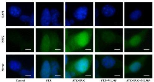 https://cdn.ncbi.nlm.nih.gov/pmc/blobs/31e4/11723580/2fcd431be282/elife-96600-sa3-fig6.jpg