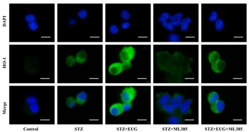 https://cdn.ncbi.nlm.nih.gov/pmc/blobs/31e4/11723580/36cc7c81c758/elife-96600-sa3-fig9.jpg