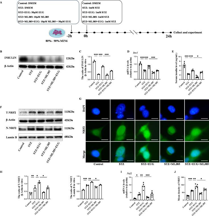 https://cdn.ncbi.nlm.nih.gov/pmc/blobs/31e4/11723580/5c1ac8b1f7c9/elife-96600-fig6.jpg