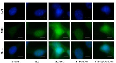 https://cdn.ncbi.nlm.nih.gov/pmc/blobs/31e4/11723580/e2b425d5b7a5/elife-96600-sa3-fig5.jpg