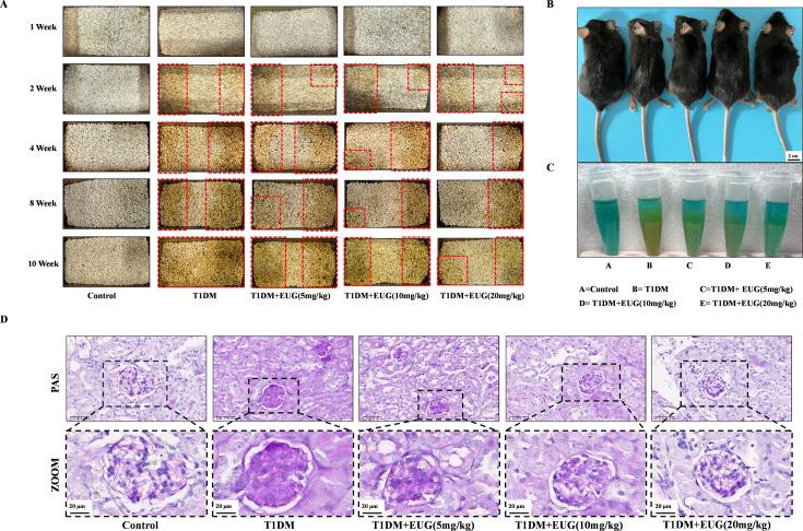 https://cdn.ncbi.nlm.nih.gov/pmc/blobs/31e4/11723580/e48e32a4c63c/elife-96600-fig1-figsupp1.jpg