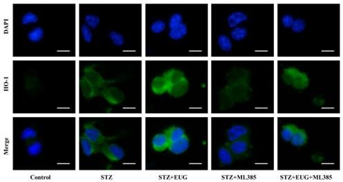 https://cdn.ncbi.nlm.nih.gov/pmc/blobs/31e4/11723580/ec43612c6f2e/elife-96600-sa3-fig11.jpg