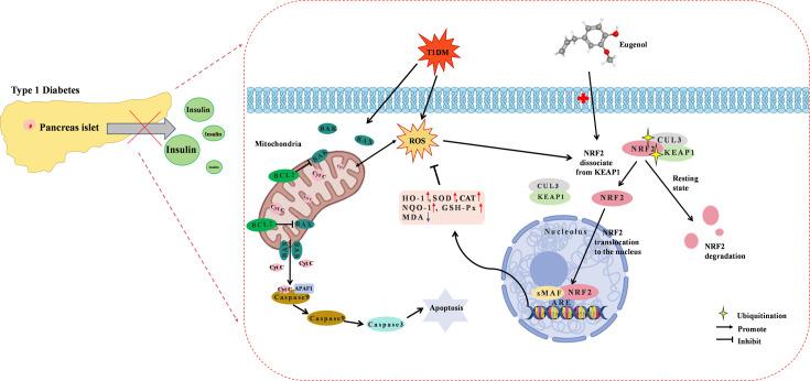 https://cdn.ncbi.nlm.nih.gov/pmc/blobs/31e4/11723580/f13e29315ec8/elife-96600-fig10.jpg