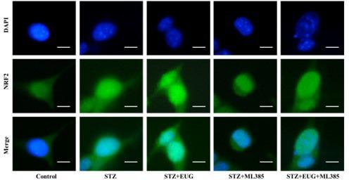 https://cdn.ncbi.nlm.nih.gov/pmc/blobs/31e4/11723580/f176e1dc2ebc/elife-96600-sa3-fig2.jpg