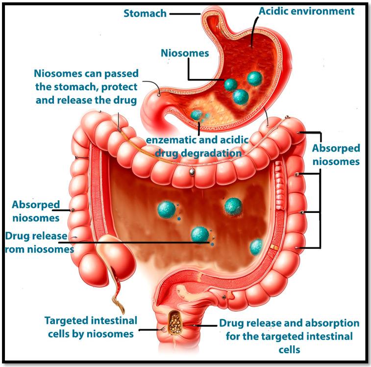 https://cdn.ncbi.nlm.nih.gov/pmc/blobs/31e6/11768252/1f595eaac60f/pharmaceutics-17-00067-g015.jpg