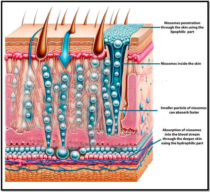 https://cdn.ncbi.nlm.nih.gov/pmc/blobs/31e6/11768252/9b87f10c7704/pharmaceutics-17-00067-g014.jpg