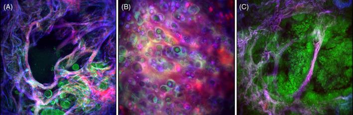 https://cdn.ncbi.nlm.nih.gov/pmc/blobs/31ec/8311669/4dea69d422dc/TBIO-2-e202000009-g007.jpg